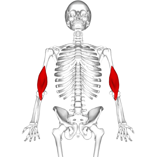 Brachialis muscle